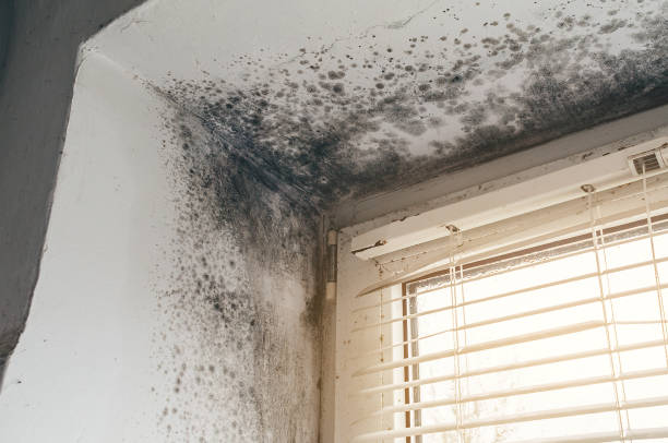 Affordable Attic Mold Remediation solutions in Randallstown, MD