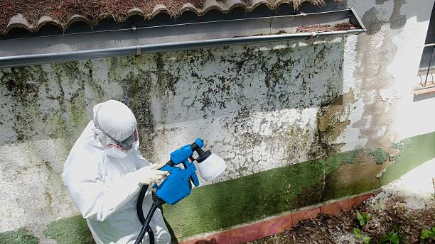 Top rated local Attic Mold Remediation specialists in Randallstown, MD